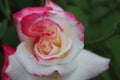 White pink two-set rose close-up. Growing rose flowers. horticulture. hobby