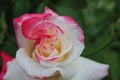 White pink two-set rose close-up. Growing rose flowers. horticulture. hobby