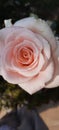 A white and pink two tone rose