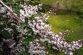 White and pink Utsugi Flowers