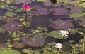 White and pink water lillis with algae Royalty Free Stock Photo