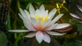 White with pink water lily or lotus flower Marliacea Rosea in garden pond. Magic close-up ofnymphaea with water drops Royalty Free Stock Photo