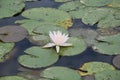 White pink water lily with yellow center on lily pads in a pond Royalty Free Stock Photo