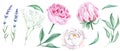 White and pink watercolor peony flowers, leaves, lavender and gypsophila set. Hand drawn botanical illustration isolated Royalty Free Stock Photo