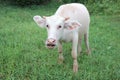 Albino buffalo is a rare animal. Buffalo is an animal that has been with Thai farmers since a long time Royalty Free Stock Photo