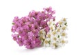 White and pink yarrow Royalty Free Stock Photo