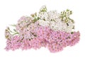 White and pink yarrow Royalty Free Stock Photo
