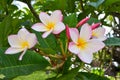 White, pink and yellow blooming plumeria in tropical leaves