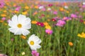 White,Pink and yellow cosmos flower field background.Beautiful cosmos flower natural garden in countryside.Flower field in summer Royalty Free Stock Photo