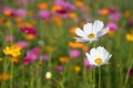 White,Pink and yellow cosmos flower field background.Beautiful cosmos flower natural garden in countryside.Flower field in summer Royalty Free Stock Photo