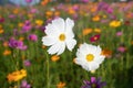 White,Pink and yellow cosmos flower field background.Beautiful cosmos flower natural garden in countryside.Flower field in summer Royalty Free Stock Photo