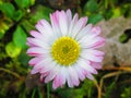 White pink yellow flower Royalty Free Stock Photo