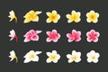 White, Pink and yellow Plumeria Flowers set in realistic style elements set Royalty Free Stock Photo