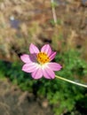 White pink yellow wild fresh street flowers Royalty Free Stock Photo