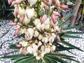 White and pink Yucca gloriosa flowers