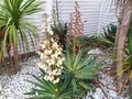 White and pink Yucca gloriosa flowers
