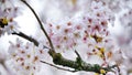 White Pinkish Cherry Blossoms That Hang On To The Tree Before The Wind Swept Them Away To The Spring Wonder Of The Season