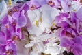 White and pinl color orchids with natural light.