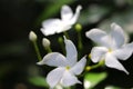 White pinwheel flower with green backdrop Royalty Free Stock Photo