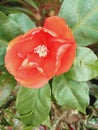 White pistils of red flowers Royalty Free Stock Photo