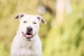 White Pit Bull, American Staffordshire Terrier Outdoors