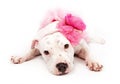 White Pit Bull Dog Wearing Pink Royalty Free Stock Photo