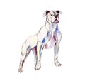 Watercolor White pit bull isolated on white background, illustration.