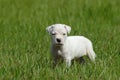 White Pit Bull Puppy Royalty Free Stock Photo