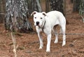 White Pit Bull Terrier and Boxer bulldog mix breed dog outside on a leash Royalty Free Stock Photo