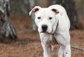 White Pit Bull Terrier and Boxer bulldog mix breed dog outside on a leash Royalty Free Stock Photo