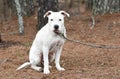 White Pit Bull Terrier and Boxer bulldog mix breed dog sitting down outside on a leash Royalty Free Stock Photo