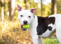 A Pit Bull Terrier mixed breed dog holding a ball in its mouth Royalty Free Stock Photo