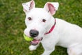 A white Pit Bull Terrier mixed breed dog holding a ball Royalty Free Stock Photo