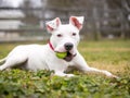 A white Pit Bull Terrier mixed breed dog holding a ball Royalty Free Stock Photo