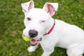 A white Pit Bull Terrier mixed breed dog holding a ball and winking Royalty Free Stock Photo