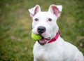 A white Pit Bull Terrier mixed breed dog holding a ball Royalty Free Stock Photo