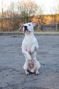 White pit bull terrier stands on its hind legs. Royalty Free Stock Photo