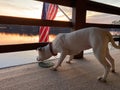 White Pitbull Dog on a balcony looking at Lake Monticello