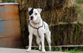 White Pitbull dog with black eye patch