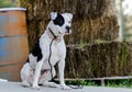 White Pitbull dog with black eye patch