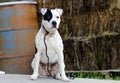 White Pitbull dog with black eye patch