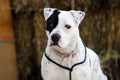 White Pitbull dog with black eye patch