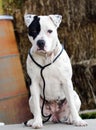 White Pitbull dog with black eye patch