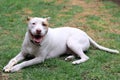 White pitbull dog with brown spot playing in the garden