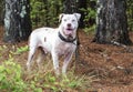White Pitbull dog with mange