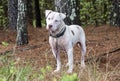 White Pitbull dog with mange