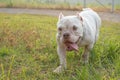 American Exotic Bullies are playing in the garden