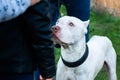 White pitbull with eyes of different colors, Exhibition