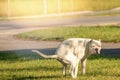 Dog pooping at grass field Royalty Free Stock Photo