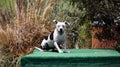 White Pitbull sitting on the dock